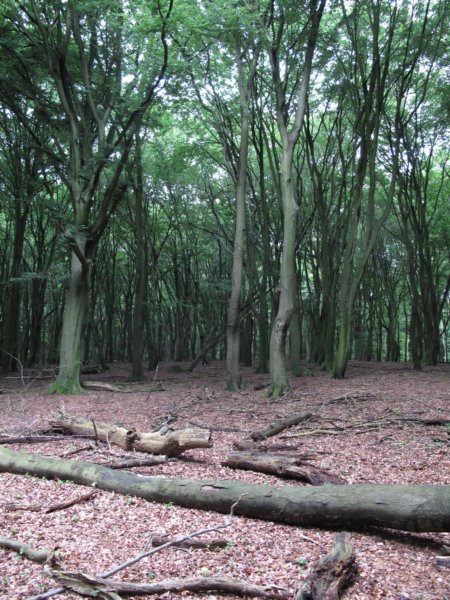ermelo27jun122.jpg