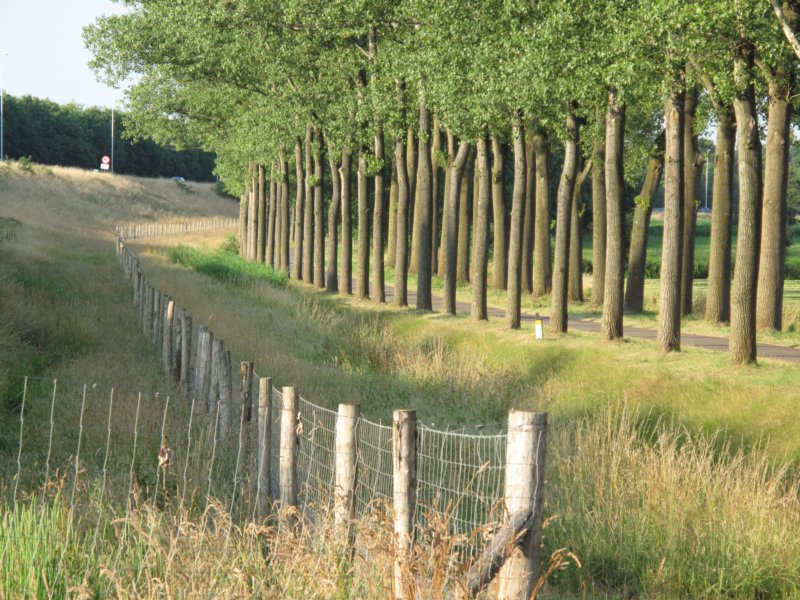 wilhelminakanaalbijtrappisten1juli092.jpg
